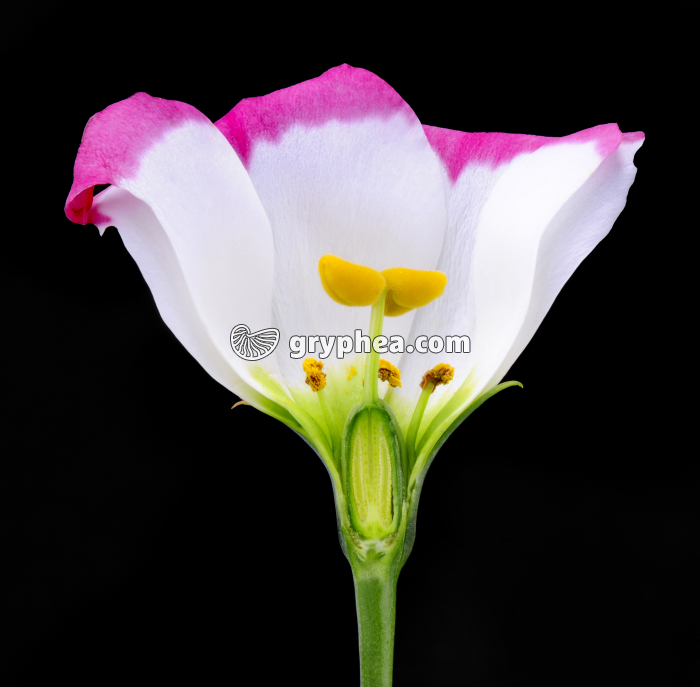 Lisianthus (Eustoma grandiflorum) - Fleur en CL montrant les organes internes - gryphea.org